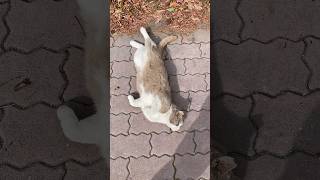 【ベージュ猫】なでなでで、気持ち良くなってしまったニャンよ💞😽#地域猫 #公園猫 #cat #shorts