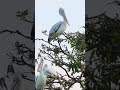 spot billed pelican ទុងប្រផេះ boeung prek lapouv protected landscape តំបន់ការពារទេសភាពបឹងព្រែកល្ពៅ