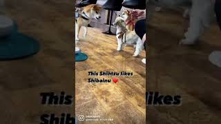 柴犬が大好きなシーズー犬バル君～ This Shihtzu is love Shibainu ～ #Shorts