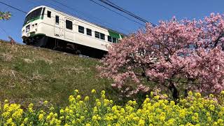 21.2.22 185系 河津桜×菜の花コラボ