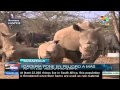 Rhino poaching hits new record in South Africa