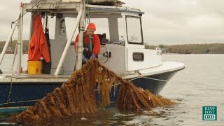 The Farms Of The Future Could Be Under Water