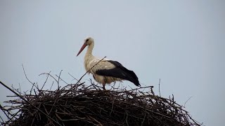 Čáp bílý (Ciconia ciconia)