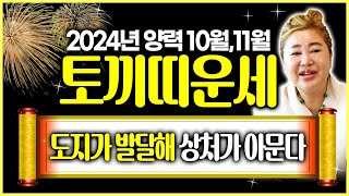 토끼띠 필수시청! 2024년 갑진년 양력 10, 11월 토끼띠 운세 | 재미없던 일도 재밌게? 도지가 발달되어 세상살이 해결된다!