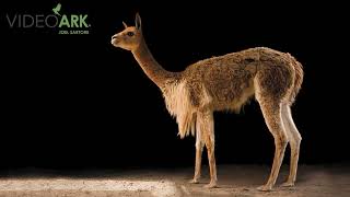 A female Peruvian vicuña (Vicugna vicugna mensalis) at Huachipa Zoo in Lima, Peru.