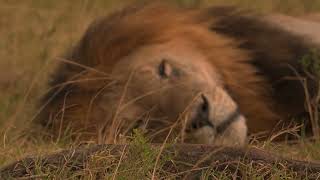 Serene Siesta: Lion Napping in Masai Mara | Governors Camp 🦁💤