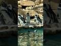 Penguins.The Jerusalem Biblical Zoo Israel 2024 #zoo #animals #cute