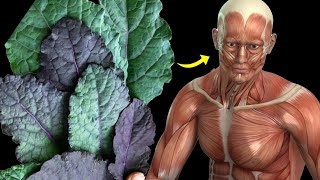 What Happens To Your Body When You Eat Kale Everyday