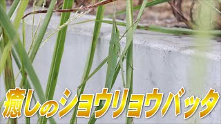 大きいのをみると感動して嬉しくなっちゃうバッタ【ショウリョウバッタ】