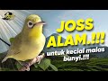 Terapi Kecial Kuning ( JOSS ALAM )‼️Untuk Kecial Kuning Malas Bunyi Jadi GACOR‼️| PEPADU KECIAL