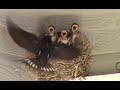 Barn Swallows Crying for Food