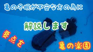 亀の冬眠が不安な方の為に要点を解説します 亀の楽園 岡山