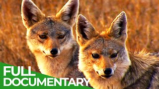 Family Spirit: The African Golden Wolf | Free Documentary Nature