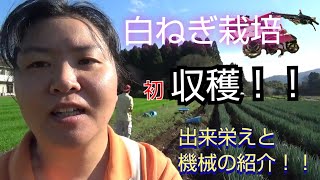 【冬 白ねぎ】 白ねぎ 今年 初 収穫作業！！ 機械 の 紹介 ！！#316 令和4年１１/25【農作業】