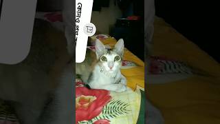 Cat funny, animal video 🤣😺🐈#shosrts