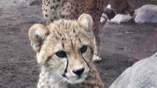 元気一杯のデュラっ仔たち　Cheetah(チーター)　多摩動物公園