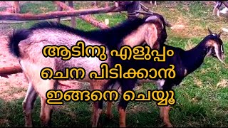 ഇത് ശ്രദ്ധിച്ചാൽ ആടിന്‌ പെട്ടെന്ന് ചെന പിടിക്കും