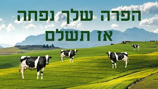 הפרה שלך נפחה אז תשלם