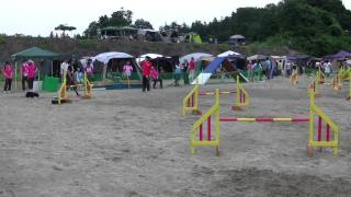 アジリティー競技会　仙台　2日目　2010/7/11  JP1　ジル子ちゃん