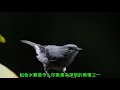 plumbeous water redstart rhyacornis fuliginosus 杉林溪鉛色水鶇