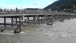 桂川が台風の影響で増水！渡月橋を勢いよく流れる！2017年10月25日