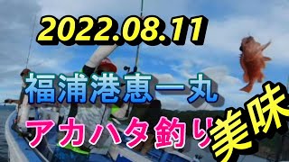 [アカハタ釣り]2022.08.11真鶴沖恵一丸