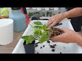 repotting tips with dendrobium orchid how to work with lava rock any set up ninjaorchids