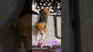 寝ている時に近づくと99%お腹を見せるビーグル犬ケンシロウ #ビーグル犬 #子犬のいる生活 #ケンシロウ#癒し