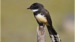 Pied Fantail (Rhipidura javanica)