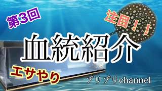 第3回！エモい ダイヤモンドポルカ飼育チャンネル💎血統紹介🥳エサやり🙌🏽エﾝモっっ🥴❤️👍🏾👍🏾