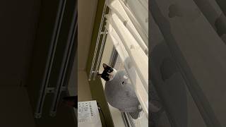 おはよう猫のまる君　　　　　　#cat #cats #猫 #猫のいる暮らし #猫のいる生活 #猫動画 #catlover #朝活