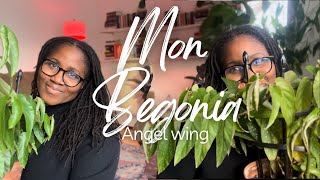 Parlons de mon Bégonia Angel wing | Des fleurs à profusion 🪴🌸