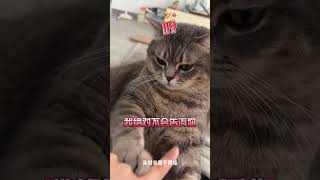 小猫咪绝对不会告诉你的事！脆弱的人别看#小猫咪 #新手养猫 #猫咪心里话 #猫咪行为 #宠物知识