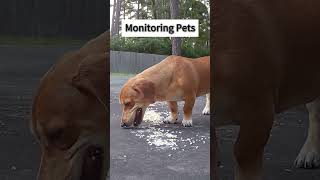 See what the dog is eating? #Camcamp #security  #homesecuritycamera#safe #safety #smarthome