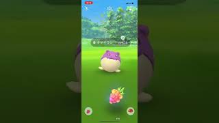 【ポケGO】ポケモンGO タマザラシ色違い（コミュニティデイにて）