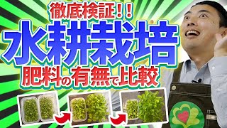 【園芸の基本】水耕栽培を1ヶ月半してみた結果を報告！〜肥料のありなしでどのぐらい変わるの？〜【園芸塾】【ハイポネックス】