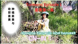 Turmeric episode 1 Growing turmeric and Harvest  what are the functions of turmeric  姜黄第一集种植姜黄与收获姜黄