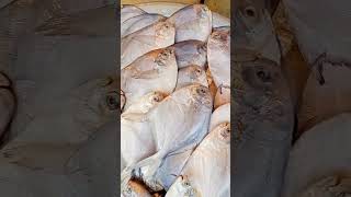 Pomfret Fish. Pomfret Sea Fish. #seafish . Beautiful white Pomfret Fish.#fish