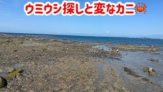 【磯遊び】葉山の磯でウミウシを探していたら変なカニを見つけた【ウミウシ探し】