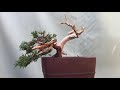 styling mini shohin bonsai shimpau juniper bonsai creation bonsai jin shari deadwood