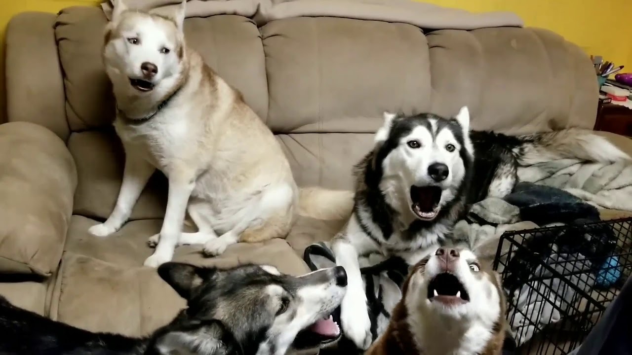 Four Huskies Making Some Noise While Singing Together Youtube