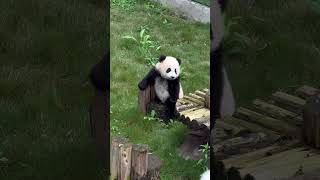 Panda baby say hi 熊猫宝宝问好 #大熊猫 #cute #熊猫 #animals #熊貓 #熊猫界顶流 #funny #panda