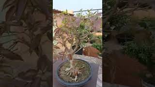 Bonsai Ficus Viren