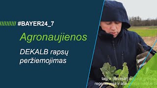 #BAYER24_7 // Agronaujienos // DEKALB rapsų peržiemojimas ir žiemkentiškumas