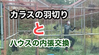 久しぶりのカラス捕獲！