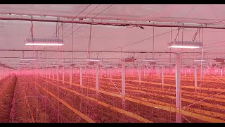 Cultivation of various high-wire crops with Full LED and Hybrid LED