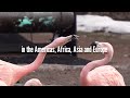 wild animals beautiful flamingo relaxation film with calming acoustic guitar