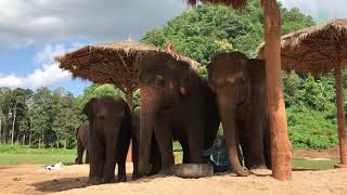 Lek sing lullaby for elephant Faamai and her family - ElephantNews