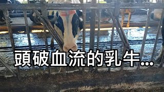 【吉蒸牧場畜牧小學堂】乳牛為什麼頭上被做紅色記號？打架流血了？花蓮酪農場實習by小編記不住 ( 頭殼毛在燒篇 )