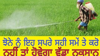 Paddy crops and fungicide/1121/ਝੋਨੇ ਦੀ ਇਹ ਸਪਰੇ ਸਹੀ ਸਮੇਂ ਤੇ ਹੋਵੇ ਤਾਂ ਹੀ  ਫਾਇਦਾ